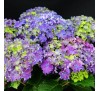 Гортензия крупнолистная Керле Спаркл Пурпл (Curly sparkle purple)  С2,5, 3 года